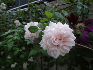 DSC01274.jpg
