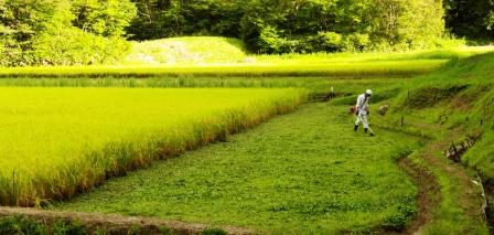 草刈り