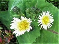 誕生花のないノゲシ 野芥子 の花言葉 見間違ってはいや 冬も見かけるようになった 悠久 の黄色い花 弥生おばさんのガーデニングノート 花と緑の365日 楽天ブログ