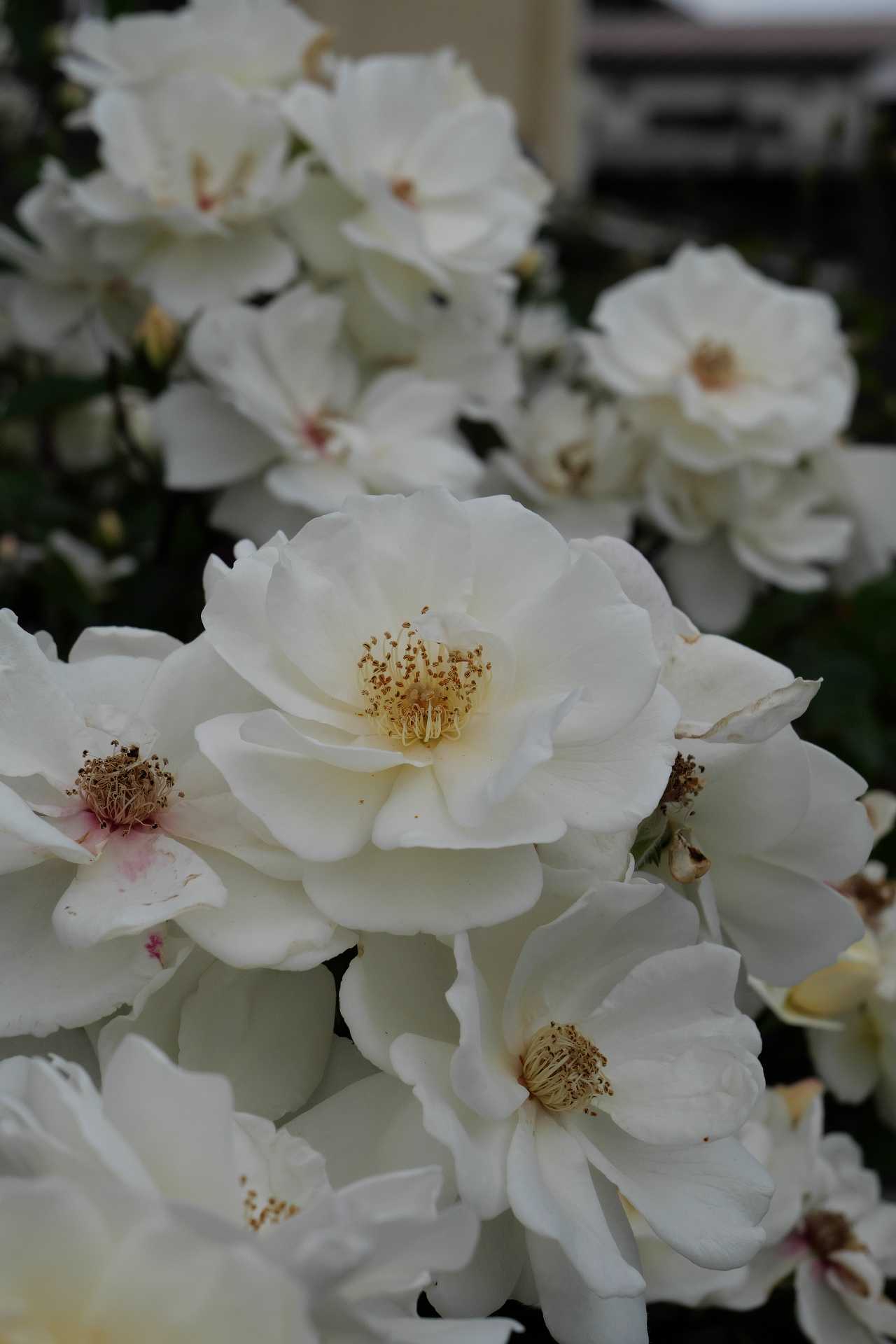 バラを探して～白河ハリストス正教会聖堂～ | シグマのカメラに魅せ