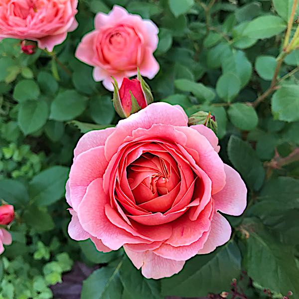 rblog-20180530194736-04.jpg