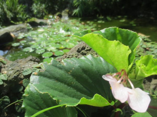 伊豆四季の花公園