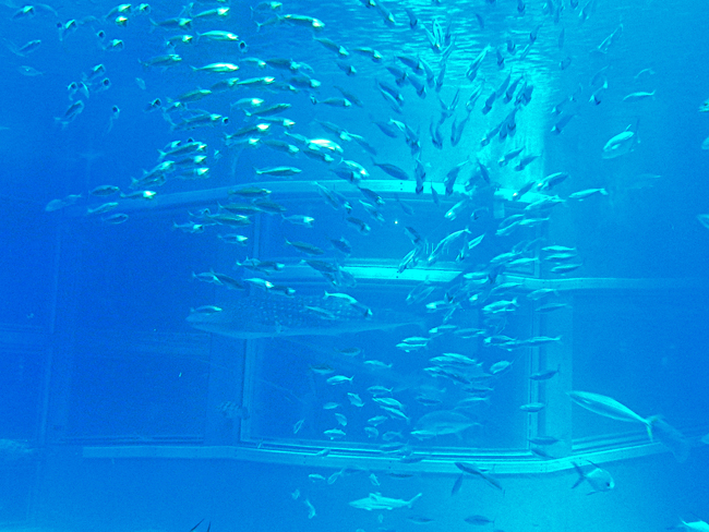 魚５