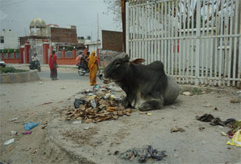 インド387.jpg