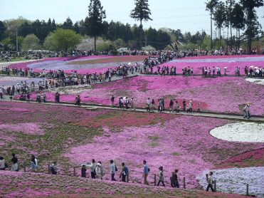 芝桜１
