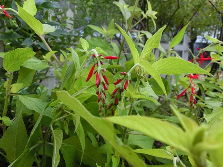 サルビア・エレガンス・ゴールデンデリシャス