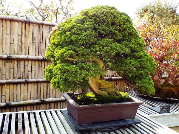 bonsai-4-b.jpg