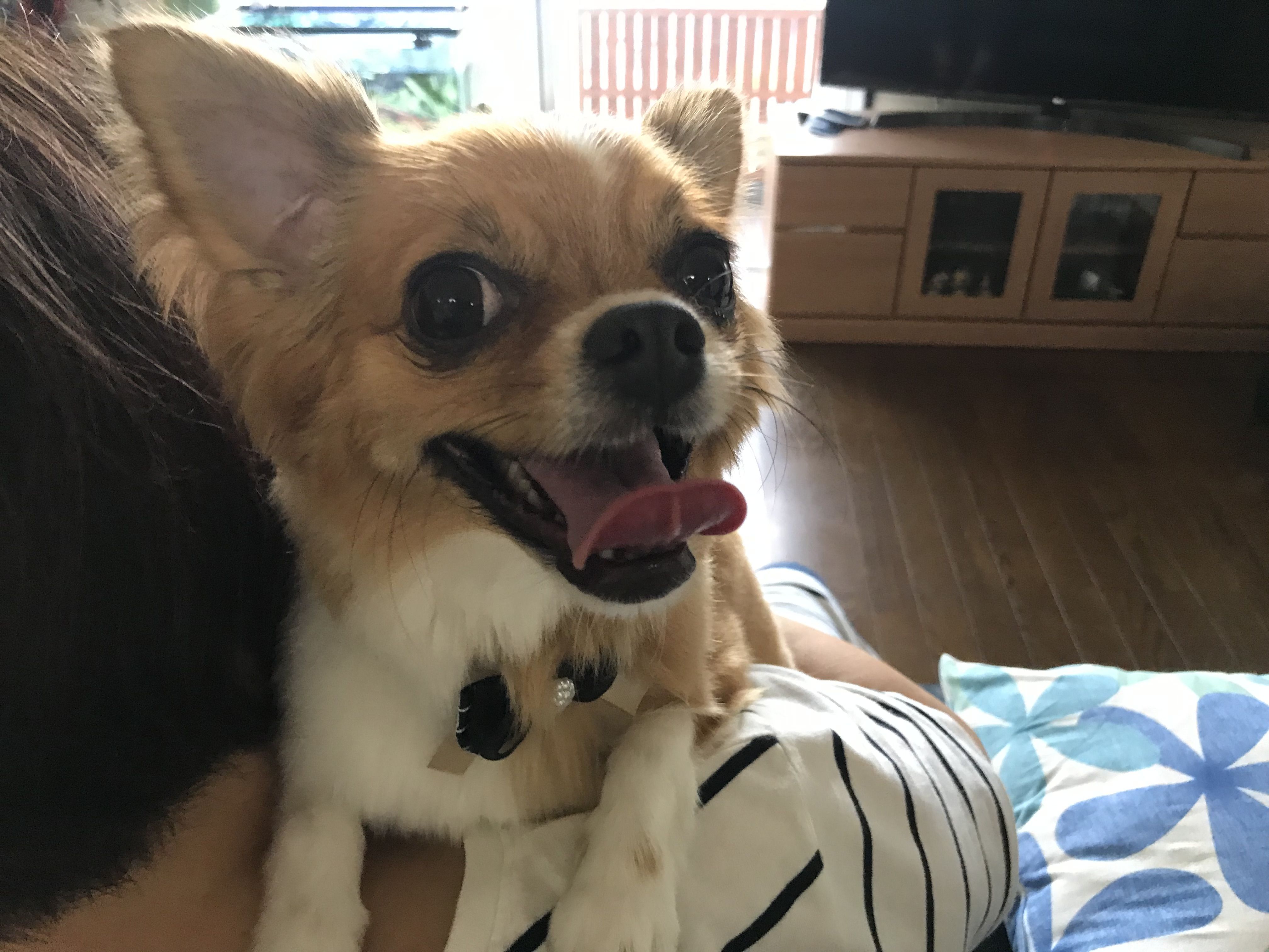 記事一覧 ペットと過ごす幸せな老後 楽天ブログ ハート柄♡ ひんやりジェルマット ペット 犬 猫 冷却 熱中症予防 夏 クール