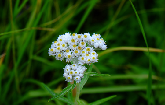 2015 08 10ヤマハハコ0278.jpg