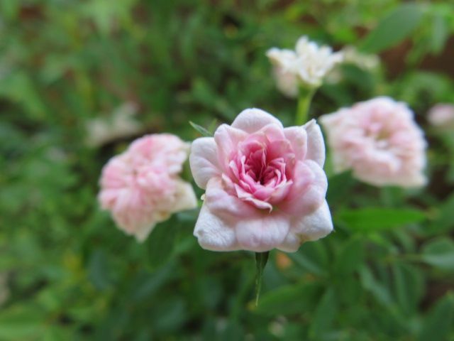 はかなく美しいヒガンバナ 優秀なミニバラ バラの消毒 ばぁばの薔薇の花園 楽天ブログ