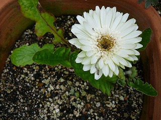P1280979ss.jpg