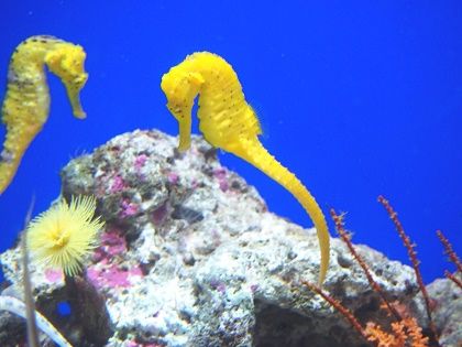 サンシャイン水族館 カリビアンシーホース Inkyoのたわごと 楽天ブログ