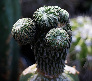 珍品！！ペレキフォラ・銀牡丹を植え替えたッ！！ | もすレコ