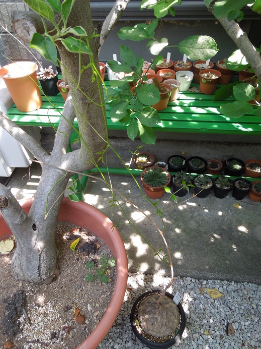 キフォステンマパキプス6-11-1