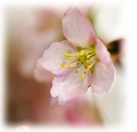 桜４