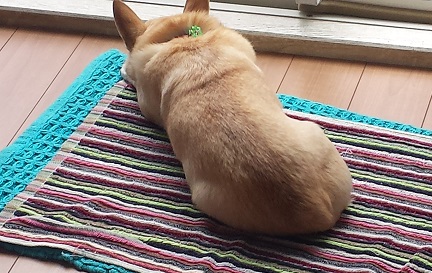 ?２７．４パンを食べた後の凜.jpg