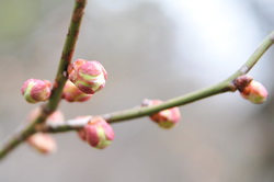 koshigaya_ume04.jpg