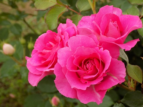 DSCN3704.JPG