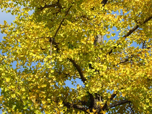 イチョウの紅葉。