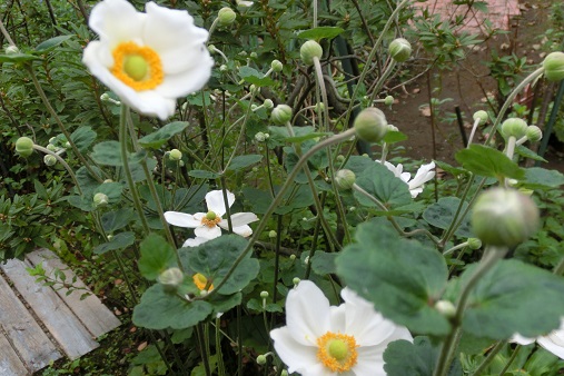 シュウメイギク白