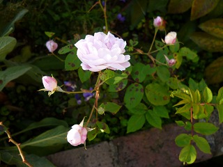 P1270376ss.jpg