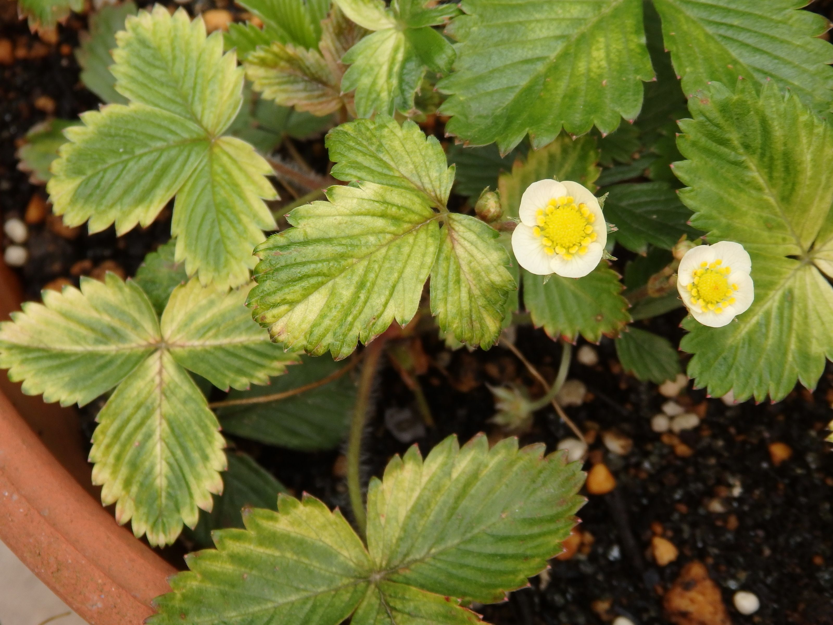 ベリーベリーなイチゴたち | Kimi.teaの花日記 - 楽天ブログ