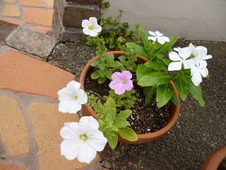 P1080021ss.jpg