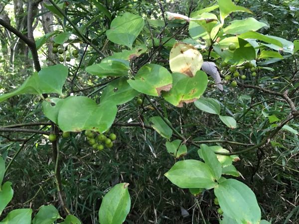 rblog-20170929214118-00.jpg