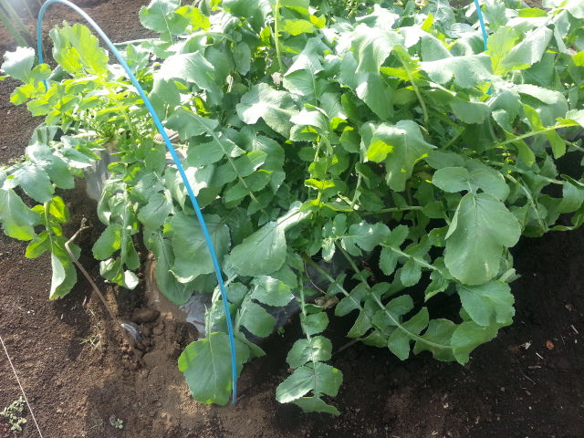 20130512大根畑.jpg