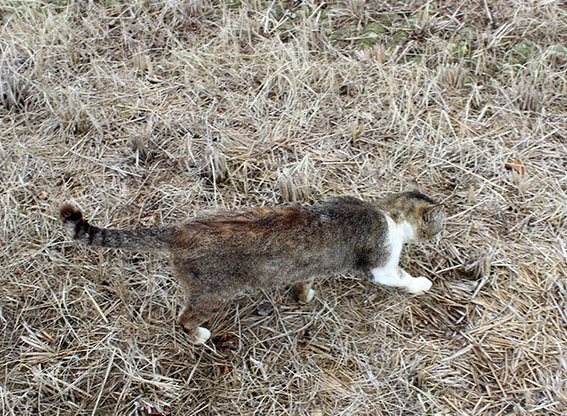 我が家のニャンコ♪2014/04/19-3