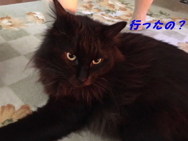猫カフェ松阪 猫ざる 楽天ブログ