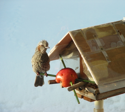 2017-03-13hiyo (2).JPG