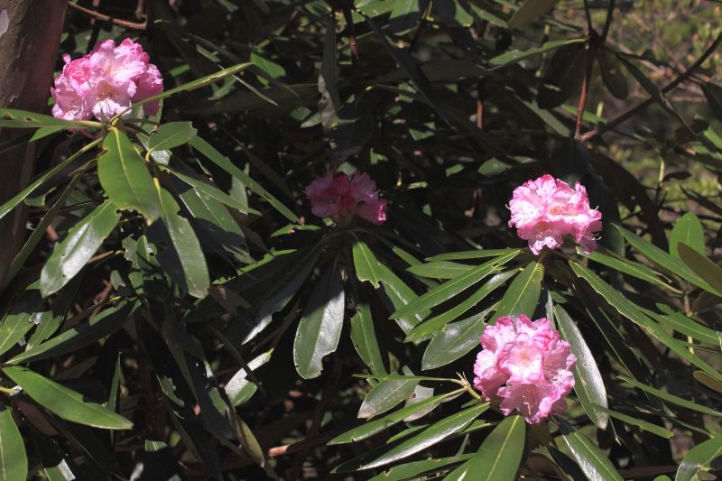 金剛山の花々_003シャクナゲ.jpg