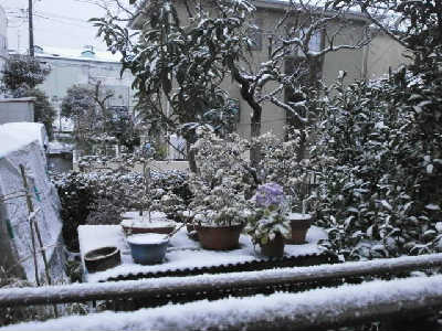 new_P2253279雪景色.jpg