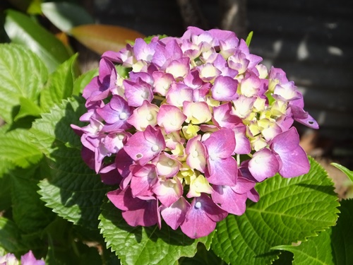 遊歩道の紫陽花