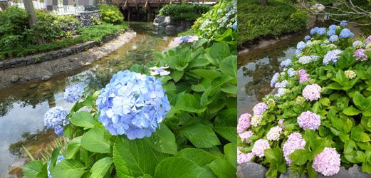 Flower97