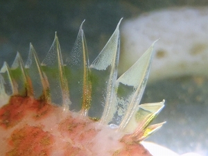 イズハナダイ属（Plectranthias）の種4