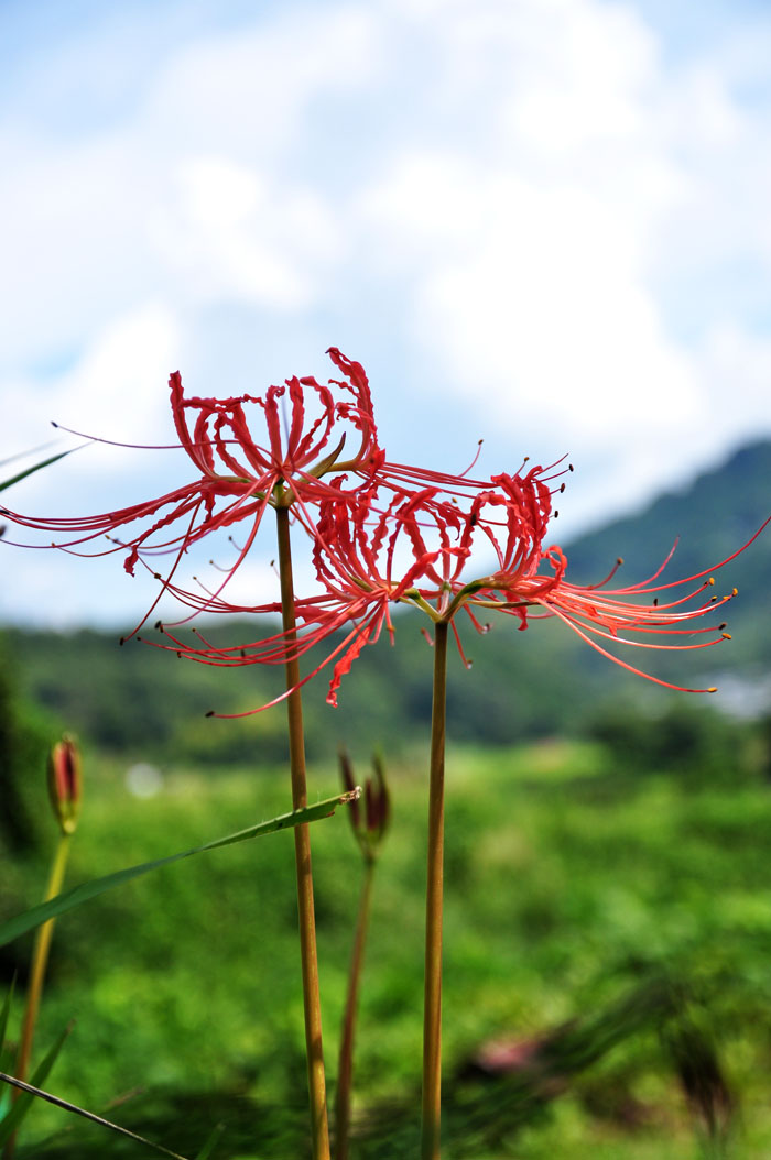田圃６