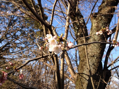 13月27日火桜０500.jpg