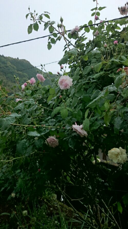 rblog-20160510092533-01.jpg