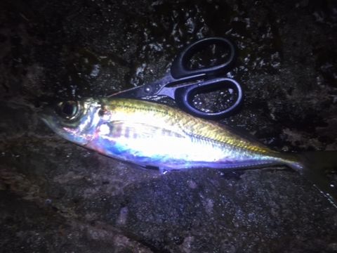20160109-2.jpg