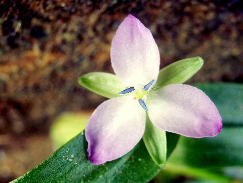 真上から見たイボクサの花