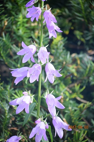 DSC_0376.jpg
