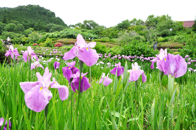 花７