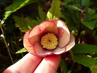 P1020835ss.jpg