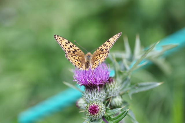 019 (640x427).jpg