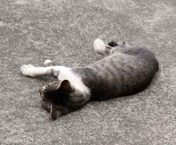 我が家のニャンコ♪2013/8/22-3