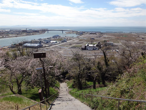 桜9.jpg