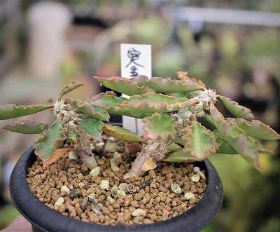 デンモザ・茜丸などのサボちゃん植替えと実生帝玉 | ☆ガマンマ