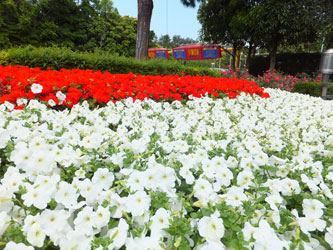 Flower71